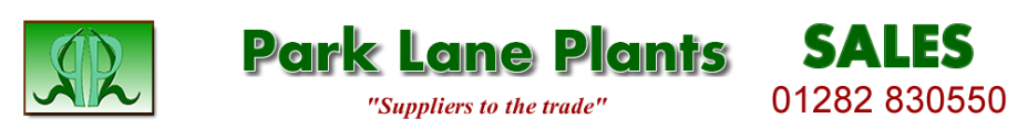 PARK LANE PLANTS | WHOLESALE PLANTS | LANCASHIRE